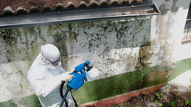 Mold Removal service in Westphalia